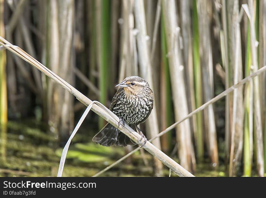 Oiseau &#x28;Carouge À Épaulettes&#x29; 225