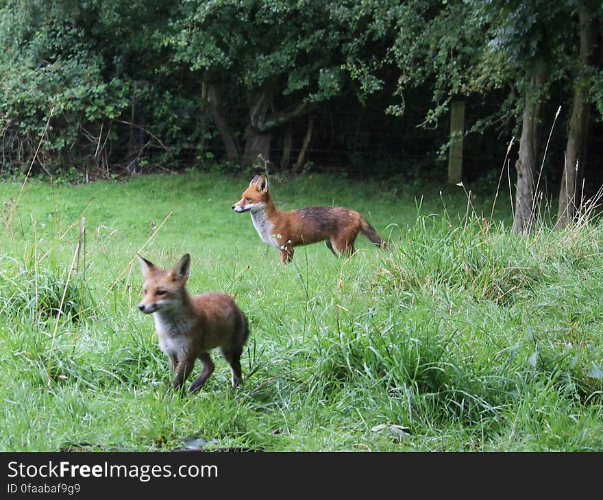 The pair of them appeared together after I had opened a 39 pence tin of dog food from ALDI. Wholemeal Bread, Ham, Cold Pasta & Sweetcorn had been put out for the Foxes by my neighbours this morning. Seen from the Wheelock Rail Trail in Sandbach, Cheshire 10/08/2016. The pair of them appeared together after I had opened a 39 pence tin of dog food from ALDI. Wholemeal Bread, Ham, Cold Pasta & Sweetcorn had been put out for the Foxes by my neighbours this morning. Seen from the Wheelock Rail Trail in Sandbach, Cheshire 10/08/2016