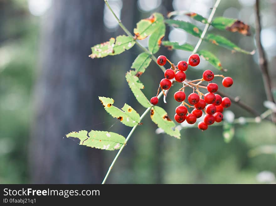 Sorbus aucuparia