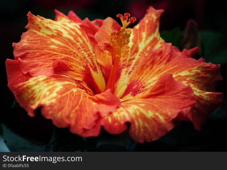 red-and-yellow hibiscus