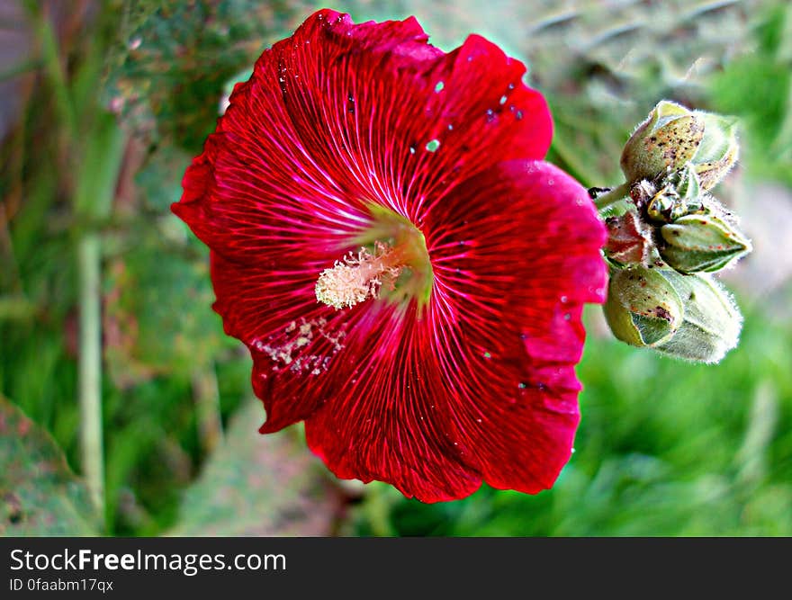 PUBLIC DOMAIN DEDICATION - Pixabay- digionbew 11. 06-07-16 Red Hollyhock LOW RES DSC04636