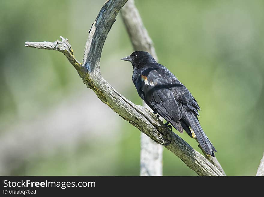 Oiseau &#x28;Carouge À Épaulettes&#x29; 291