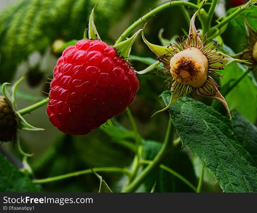 Free Photo of a Raspberry, Rubus idaeus, under Creative Commons CC0 Kostenlose Foto von einer HImmbeere, Rubus idaeus unter Creative Commons CC0 Fotografía gratuita de uan Frambuesa, Rubus idaeus bajo la licencia Creative Commons CC0. Free Photo of a Raspberry, Rubus idaeus, under Creative Commons CC0 Kostenlose Foto von einer HImmbeere, Rubus idaeus unter Creative Commons CC0 Fotografía gratuita de uan Frambuesa, Rubus idaeus bajo la licencia Creative Commons CC0.