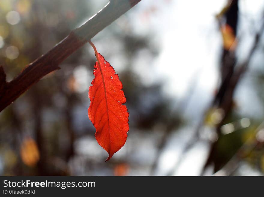 That was sort of a typo &#x28;I meant &#x22;on&#x22;&#x29; but &#x22;one&#x22; kind of works. Leaves still on the plum tree in late November. Zero climate change. That was sort of a typo &#x28;I meant &#x22;on&#x22;&#x29; but &#x22;one&#x22; kind of works. Leaves still on the plum tree in late November. Zero climate change.