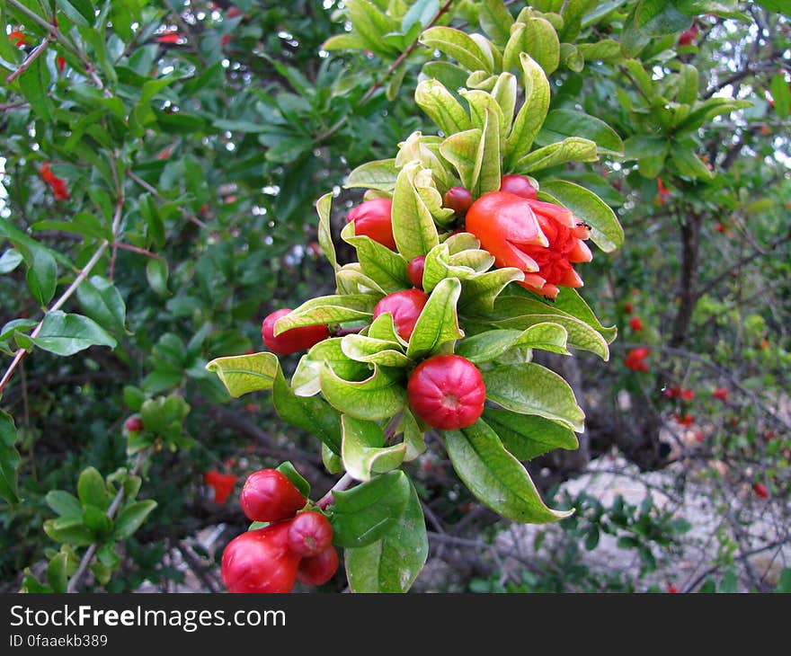 granaatappel -- pomegranate -- Punica granatum. granaatappel -- pomegranate -- Punica granatum