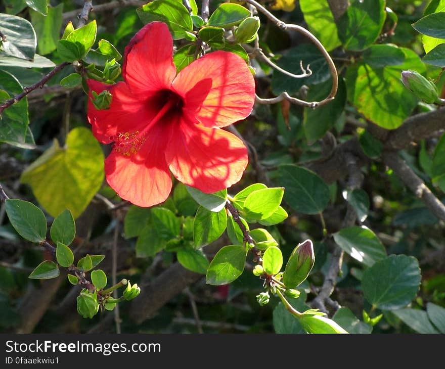 Hibiscus -- rose mallow -- Hibiscus