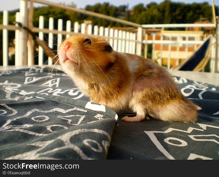 Cookie looking at the sky. Cookie looking at the sky...