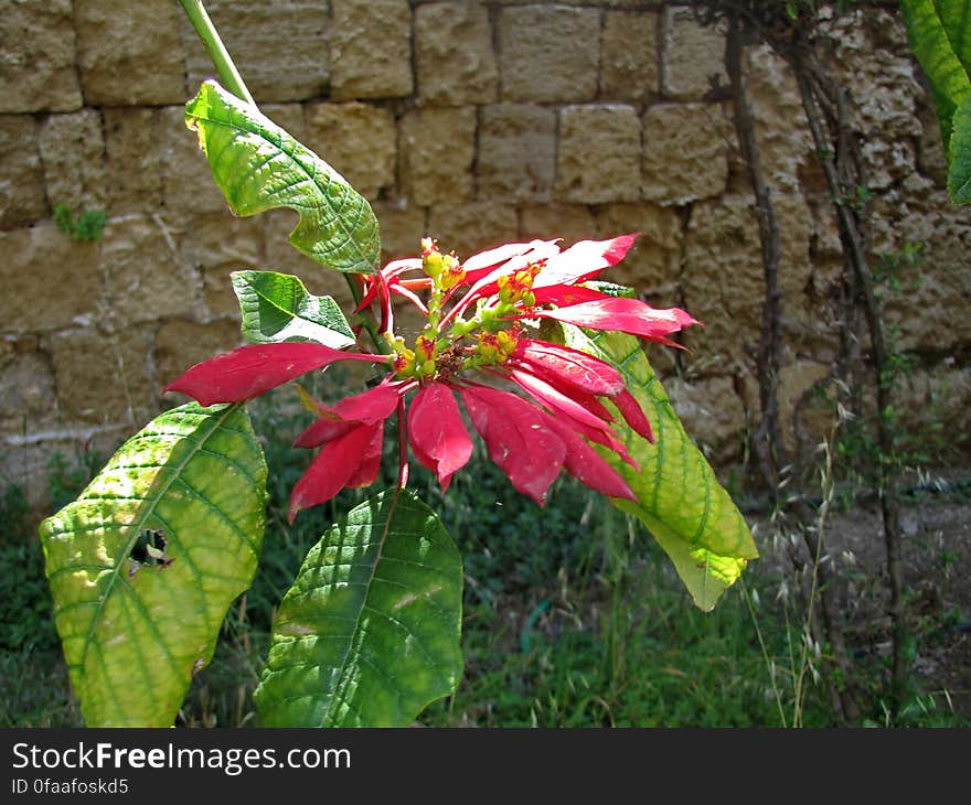 kerstster -- poinsettia -- Euphorbia pulcherrima