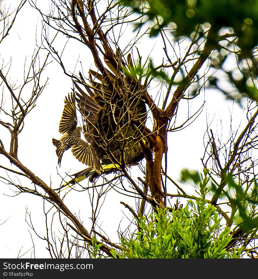 Collection of Birds at Wilson&#x27;s Promontory, Southern Victoria November 2016. Cockatoo being hassled by a Wattle-bird. Collection of Birds at Wilson&#x27;s Promontory, Southern Victoria November 2016. Cockatoo being hassled by a Wattle-bird.