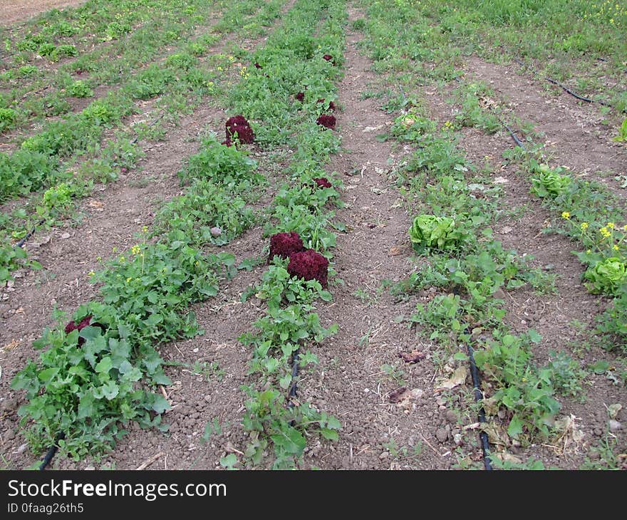 rode krulsla -- red curly salad