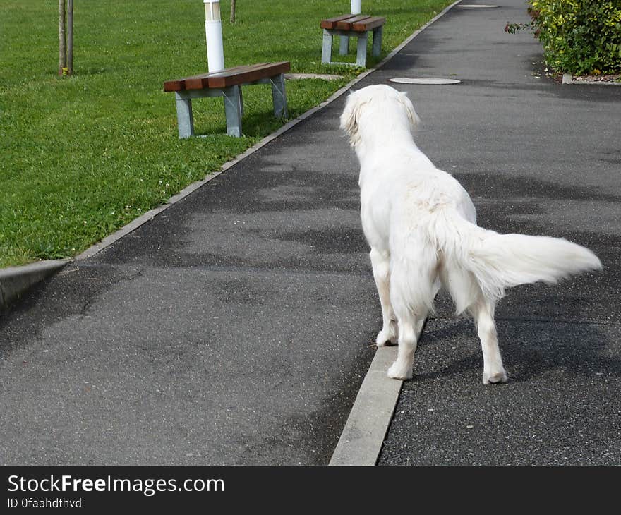 School dogs. School dogs.