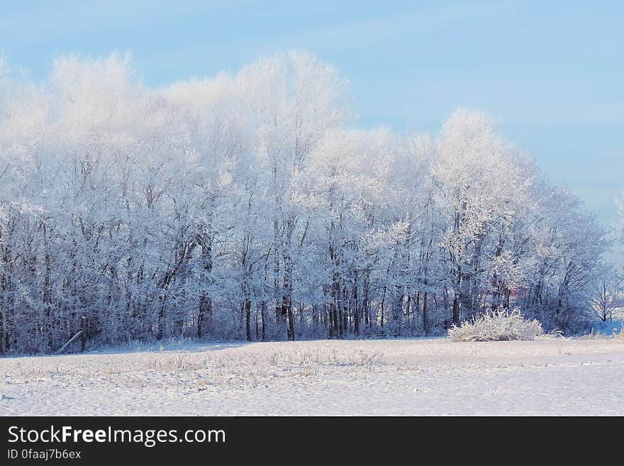 Scenic view of snow covered field and forest trees in winter. Scenic view of snow covered field and forest trees in winter.