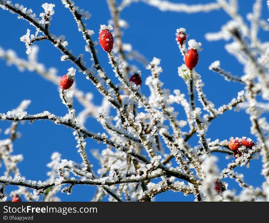 Red berries on branches of frozen hawthorn tree or bush. Red berries on branches of frozen hawthorn tree or bush.