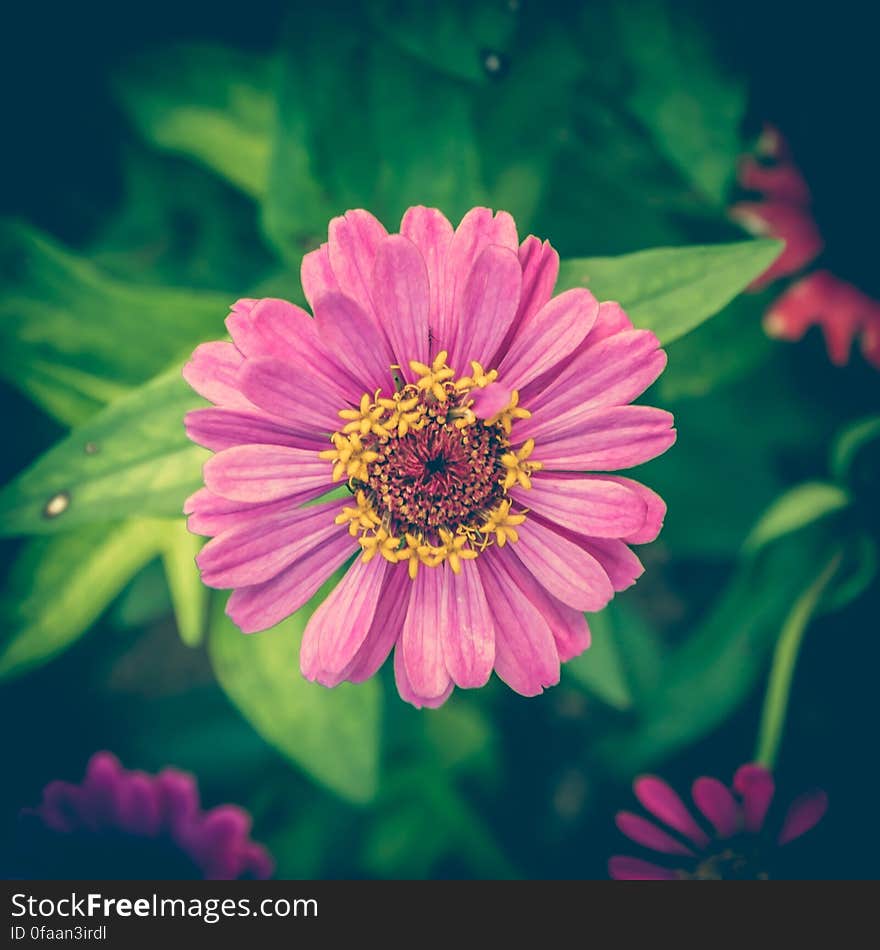 A close up of a red zinnia flower.