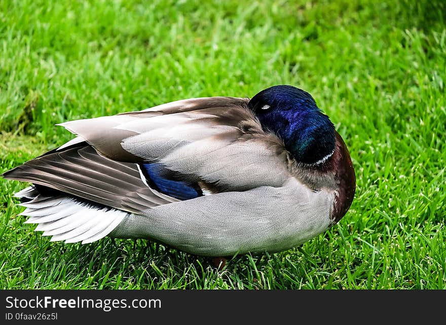 A close up of a wild duck preening its plumage.