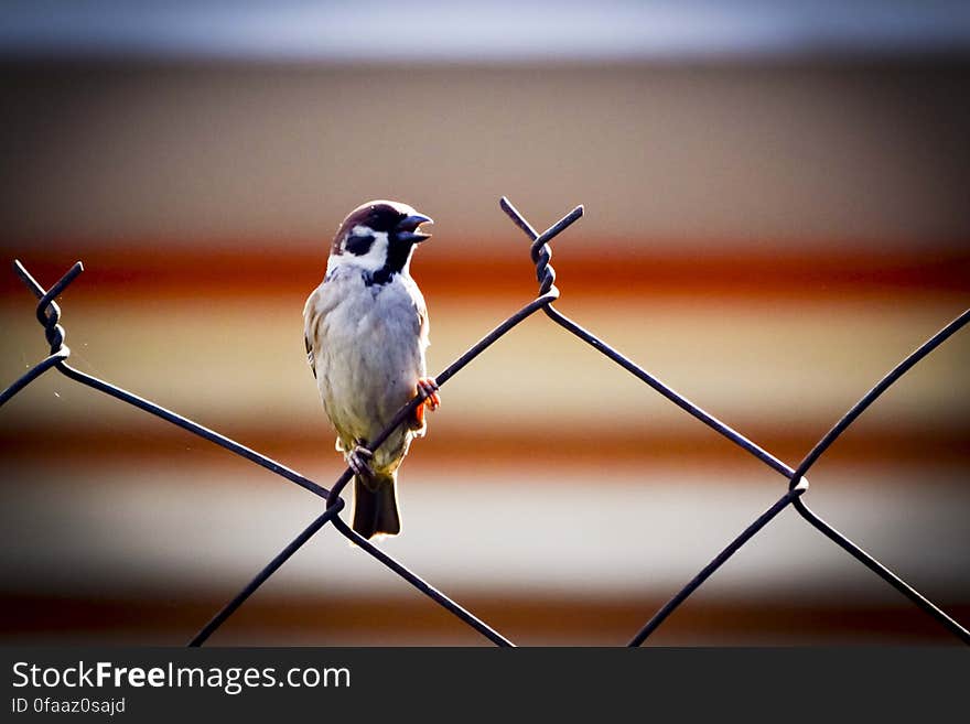 A close up of a sparrow perched on a wire fence. A close up of a sparrow perched on a wire fence.