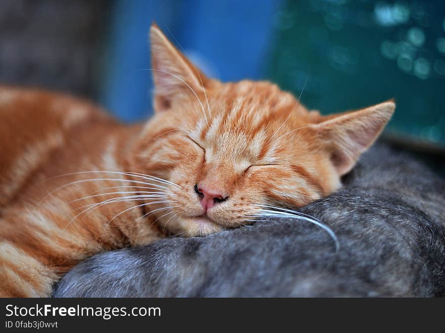 A close up of a kitten sleeping on the mother cat. A close up of a kitten sleeping on the mother cat.