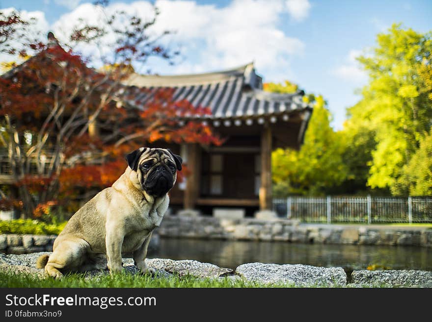 Dog in Park