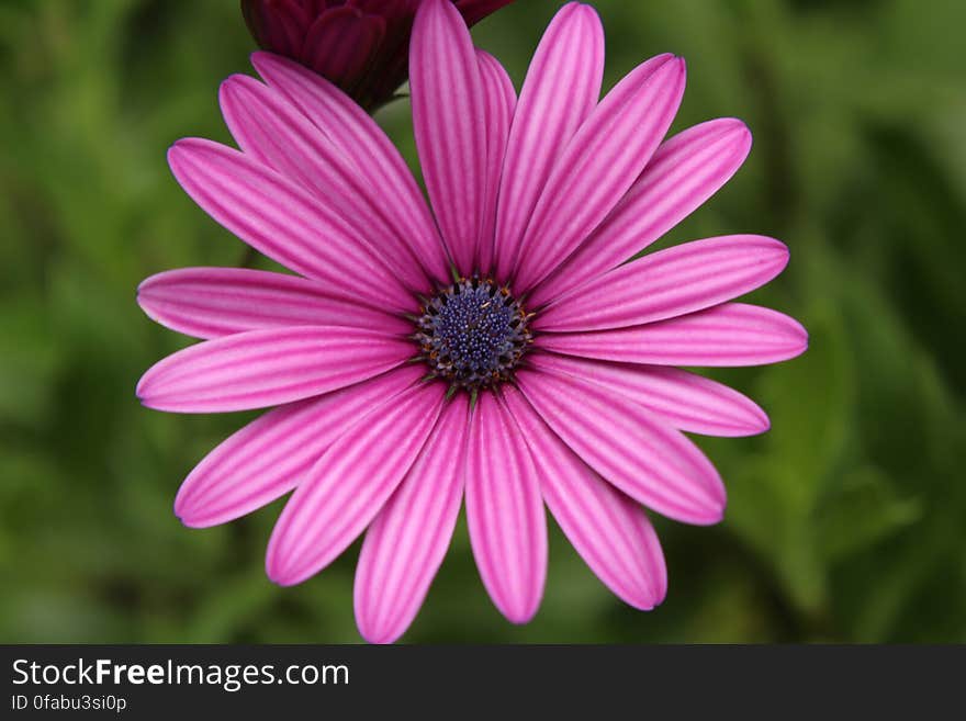 Close-up of Pink Flower Blooming Outdoors