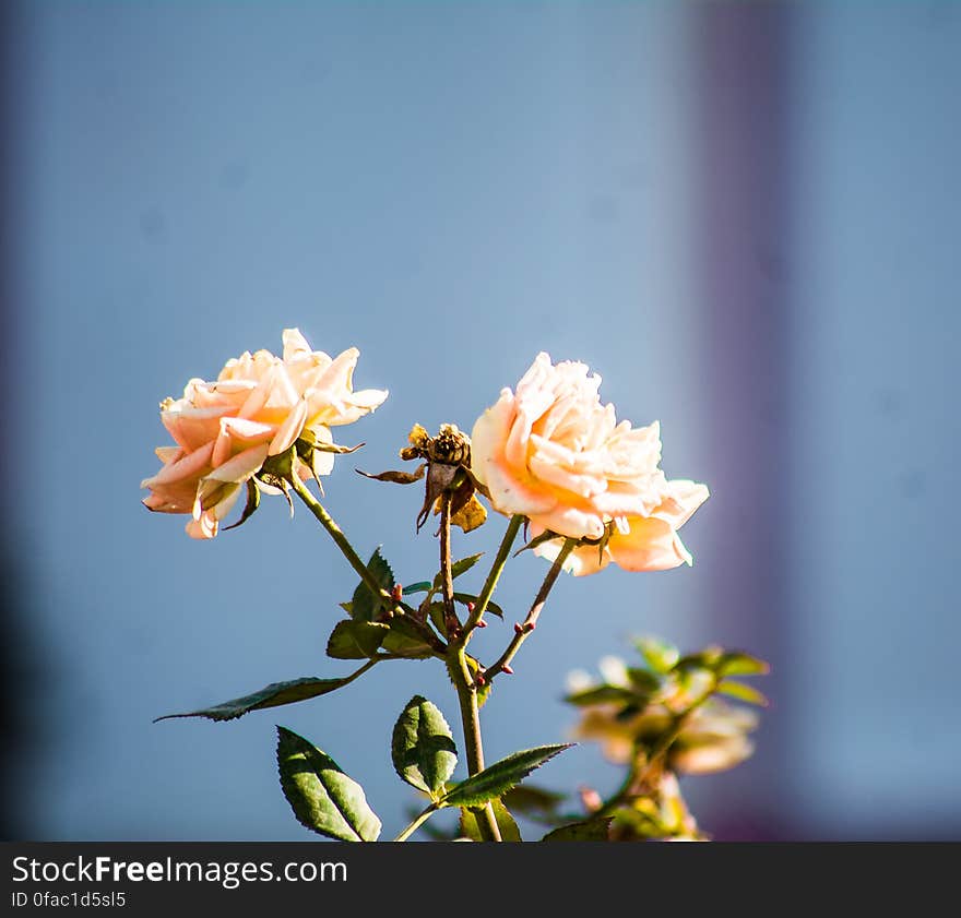 Close-up of Flowers