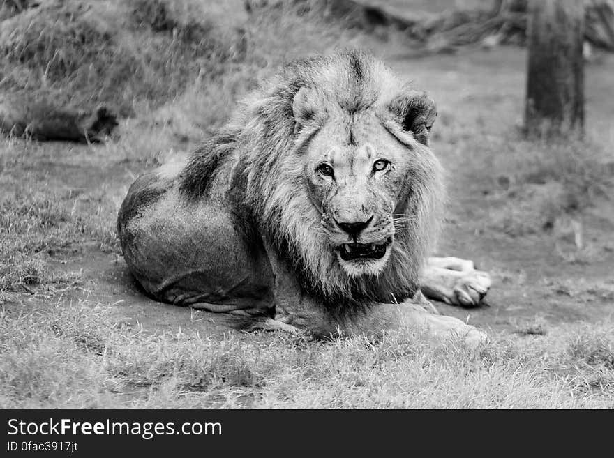 Portrait of Lion