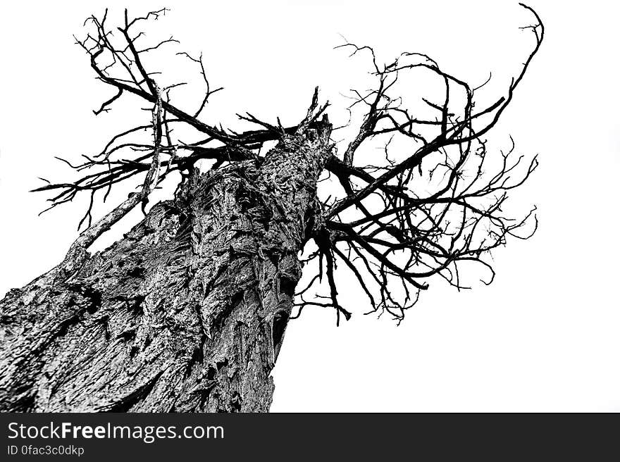 Low Angle View of Lizard on Tree Against Sky