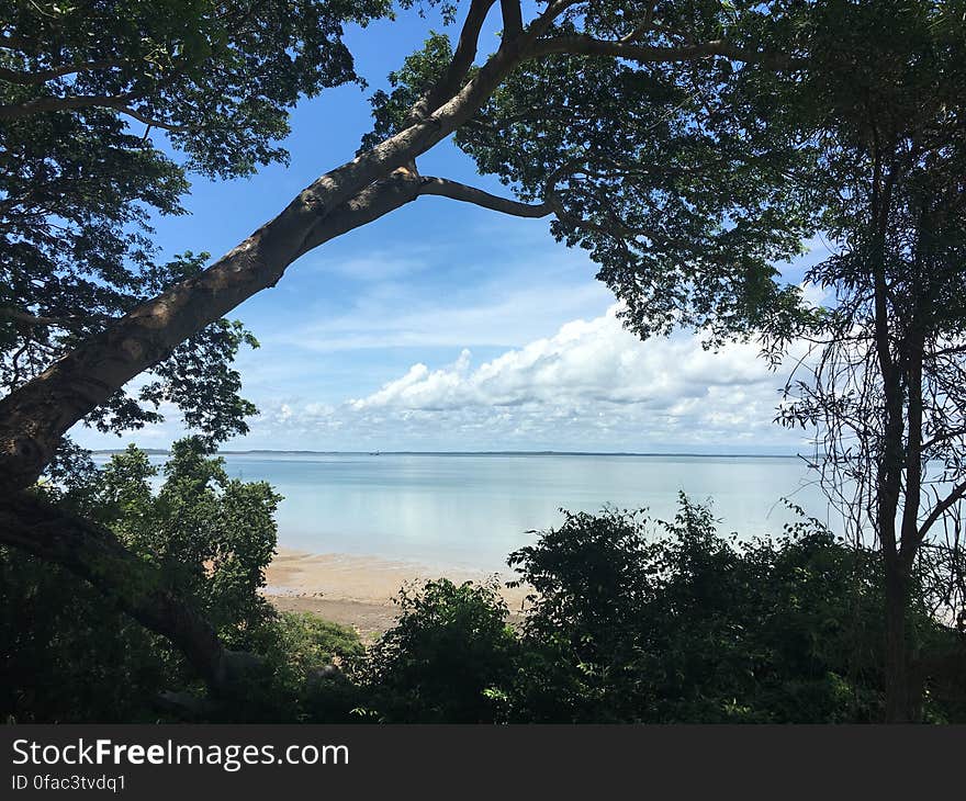 Trees on Beach Against Sky