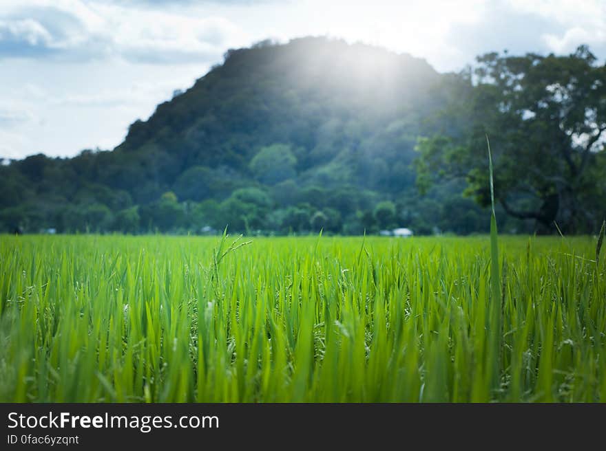 Scenic View of Wheat Field Against Sky