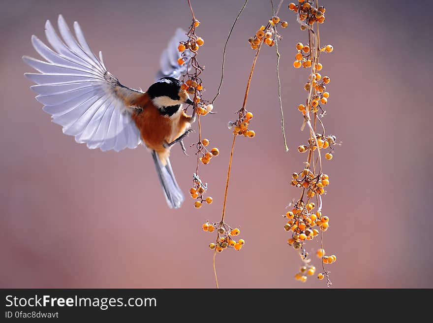 Brown and Grey Hummingbird Hovering over Orange Fruit