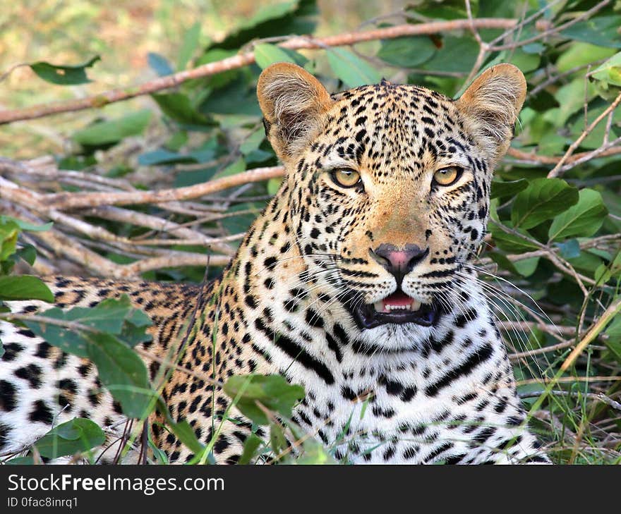 Leopard Sitting on Green Grass