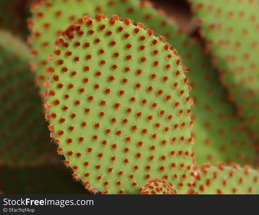 Macro Photography of Green and Red Leaf Plant