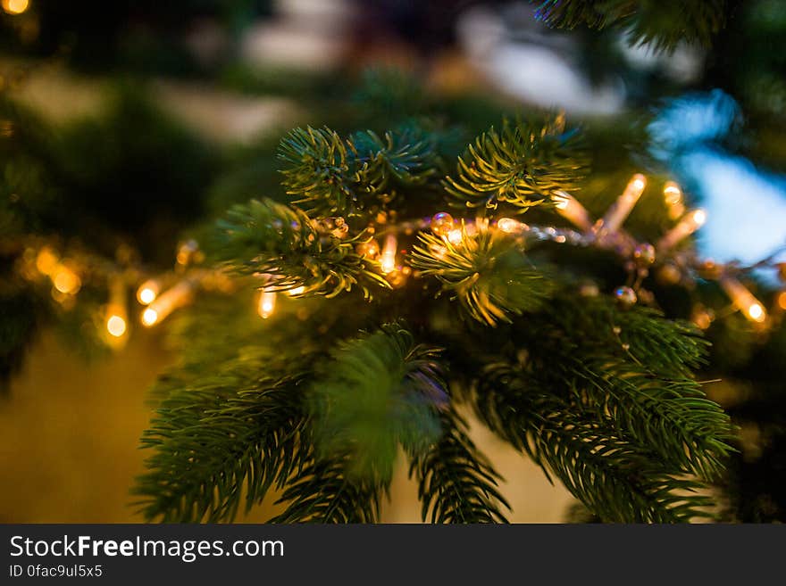 Close up of Christmas lights on bough of tree.