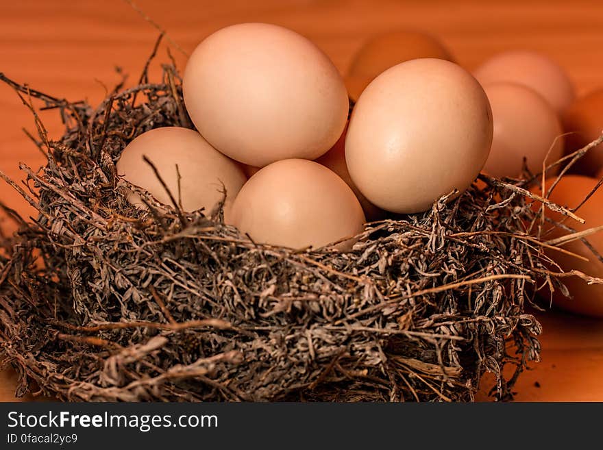 Brown Bird Nest