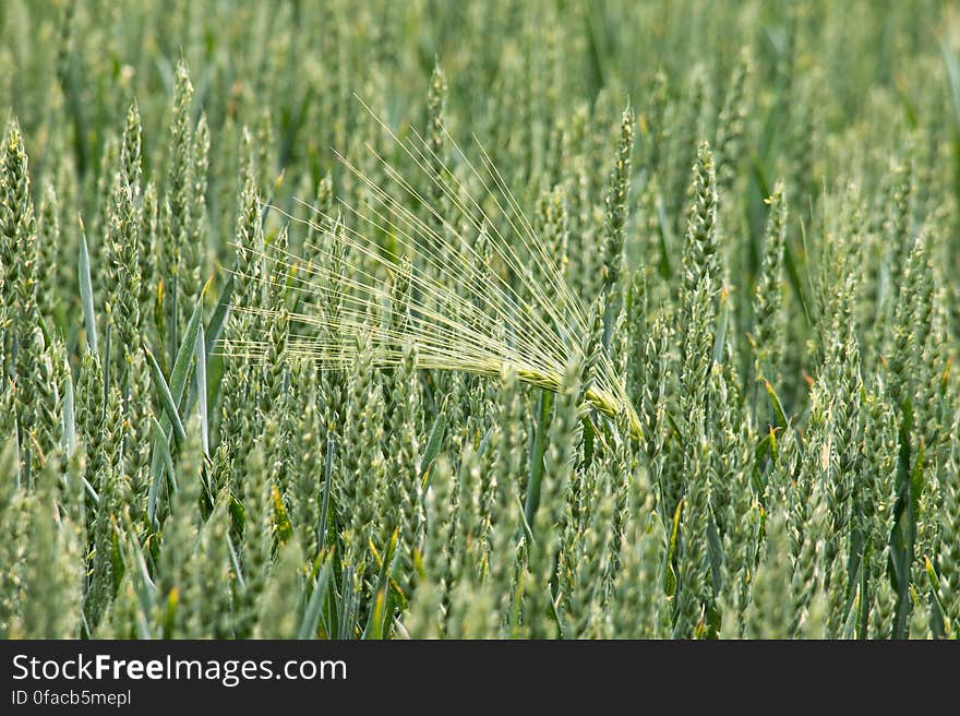 Green Grass Field