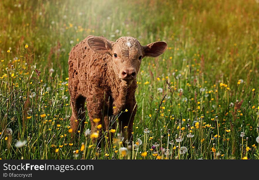 Portrait of young calf standing in meadow of wildflowers on sunny day. Portrait of young calf standing in meadow of wildflowers on sunny day.