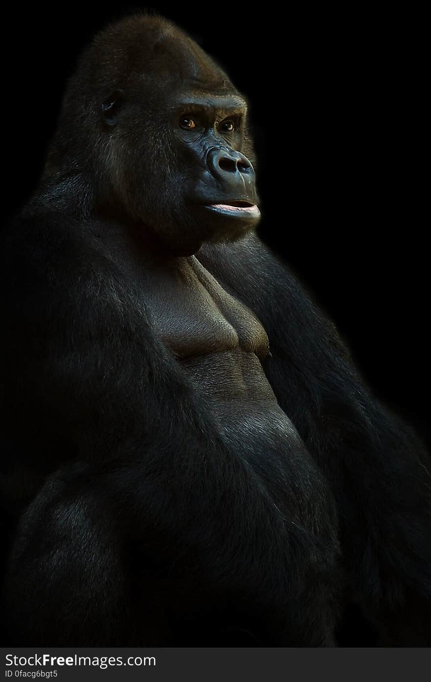 Black Gorrilla