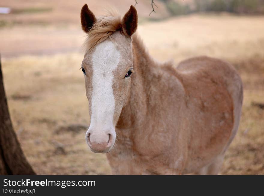 Brown and White Horse