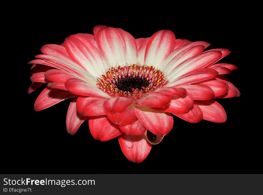 Red and White Petal Flower