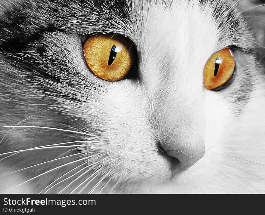 White and Gray Cat With Yellow Eyes in Selective Color Photography