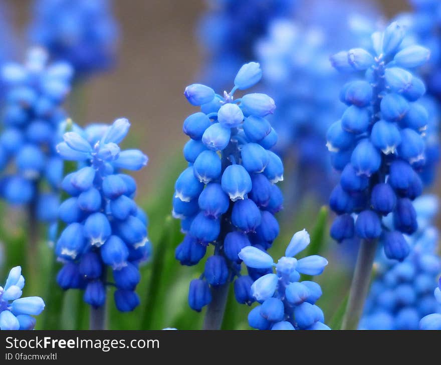 Blue and White Petaled Flower