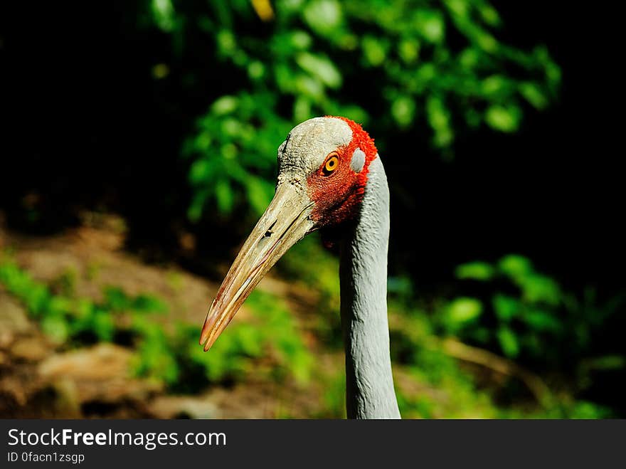 Gray Red Bird Near Trees