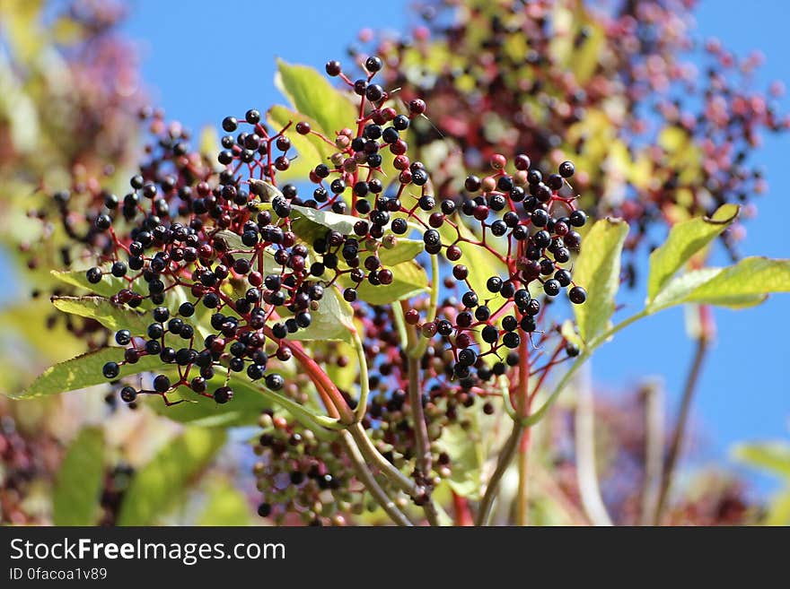 Black Round Fruits at Daytime