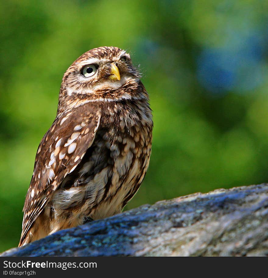 Brown White Owl in a Green Blurry Background