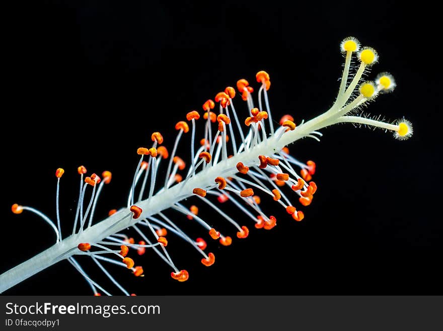 Close Up Photography of Hibiscus Flower