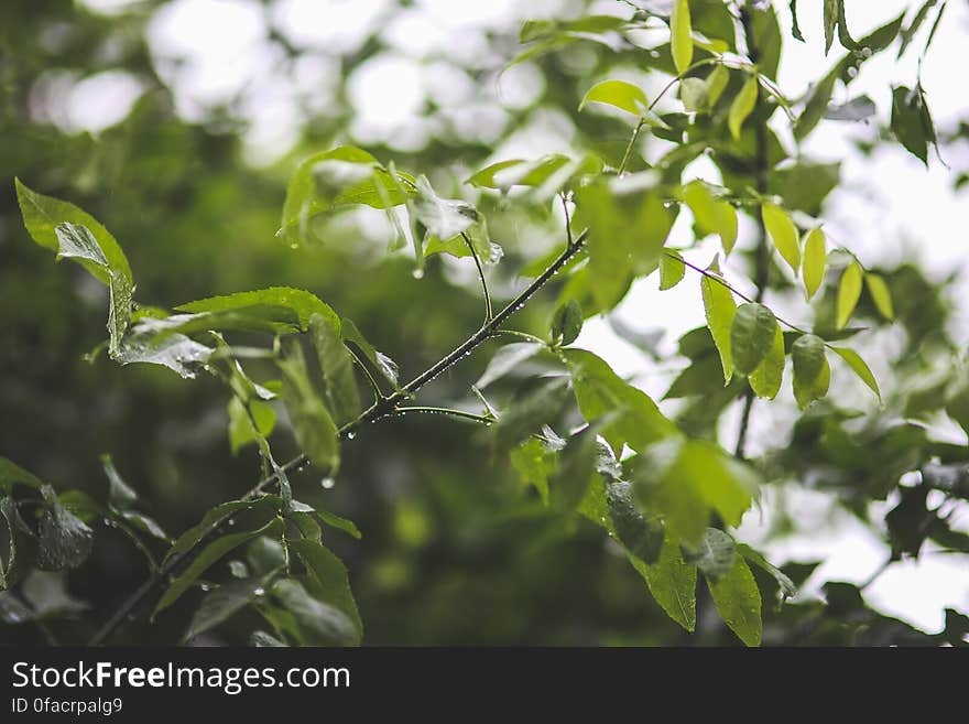 Drops of rain on a branch