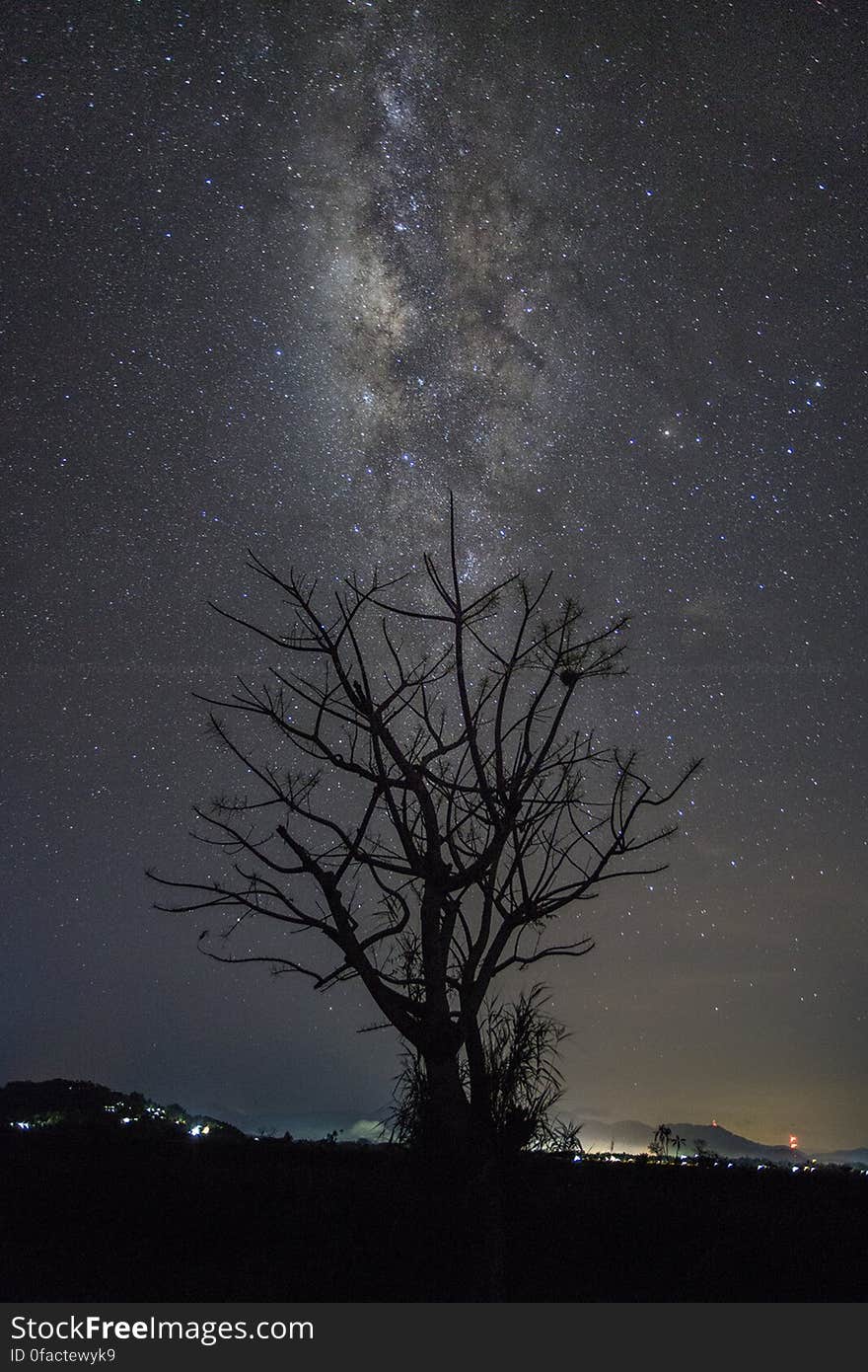 Silhouette of Tree at Night