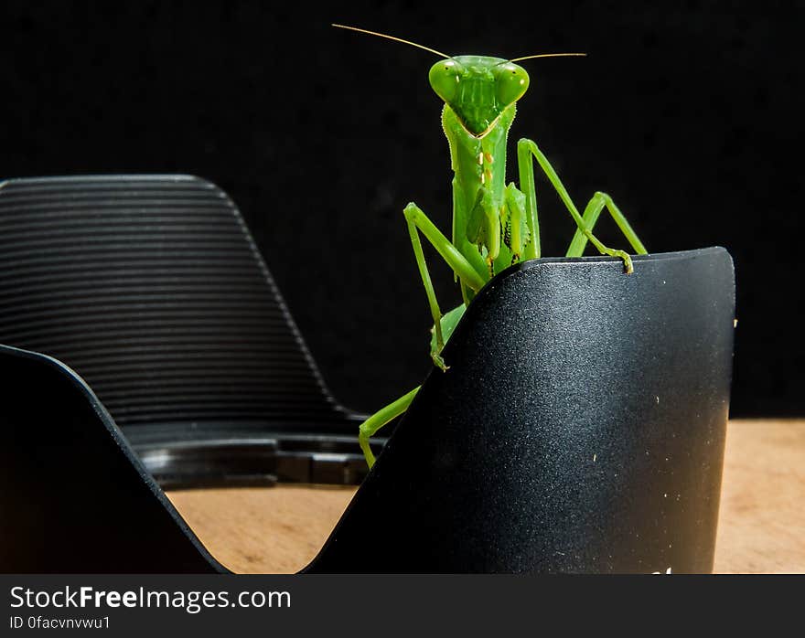 Green Grasshopper on Black Metal