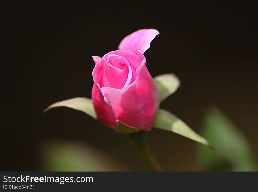 Rose Pink Bud