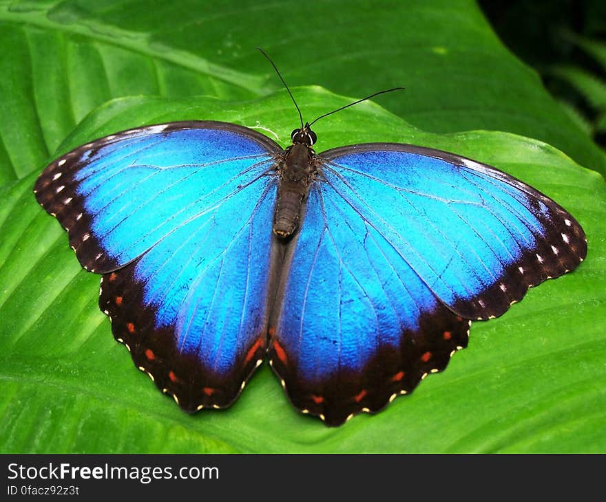 Blue and Black Butterfly