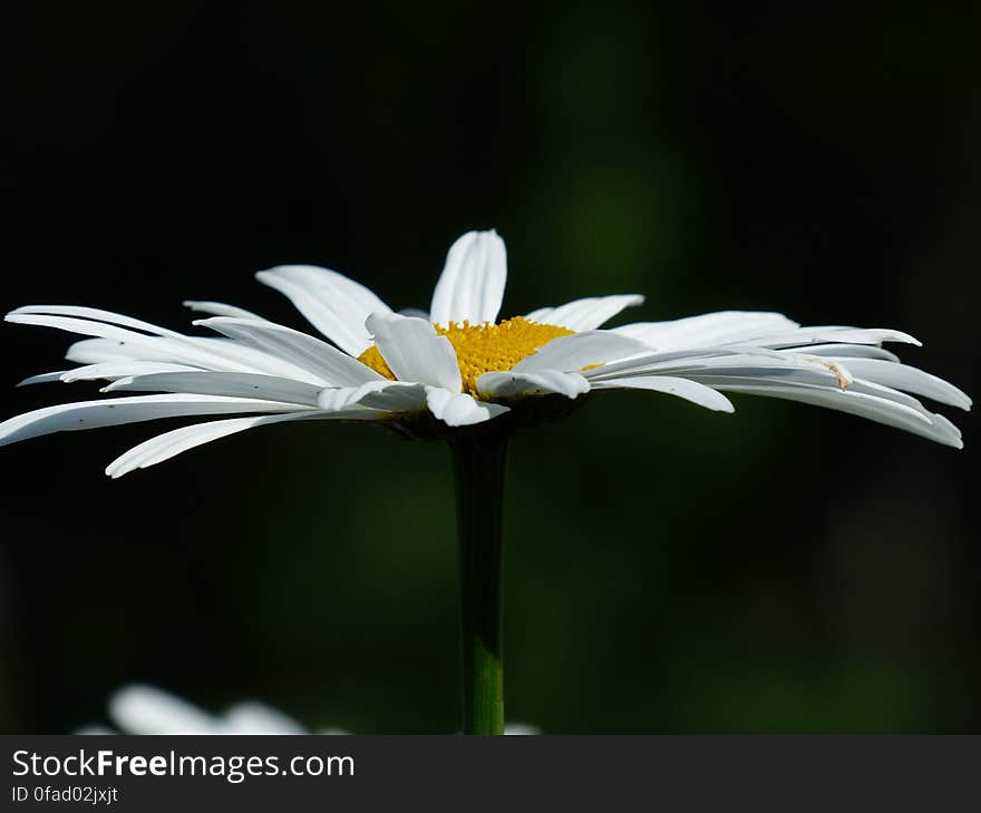 White Daisy Close Up Photo